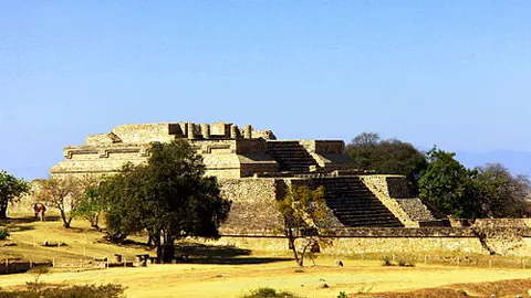 “树顶竞技场：央视新闻客户端揭秘椰树巅峰的爬树大赛”